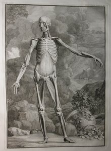 Albinus I, Pl. III: Izomzat, illusztráció Bernhard Siegfried Albinus (1697-1770) "Tabulae sceleti et musculorum corporis humani" című művéből, kiadta: J.undH. Verbeek, bibliop., Leiden, 1747 (metszet).